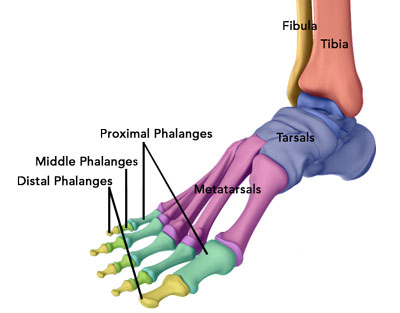  Elbow Arthroscopy 